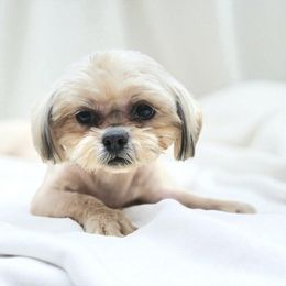 Roberta - Shih Tzu