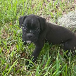 Boy 4 - Boxer puppy from Beachside Boxers and Frenchies