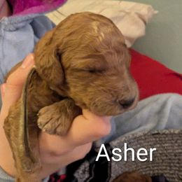 Asher (Lt Blue Collar) - Red  male Goldendoodle puppy in Citrus Heights, California from Grandpaw's Golden Doodles