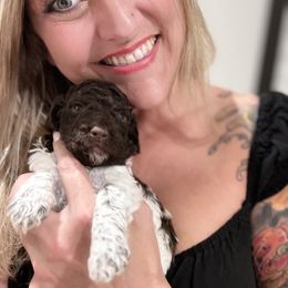 Lagotto Romagnolo Puppies from Anna’s Lagottos