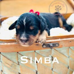 Simba (red boy) - Tri-color male Bernedoodle puppy in Waukesha, Wisconsin from Bernedoodle Boutique (and Cavapoos)
