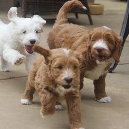 Goldendoodle and Australian Labradoodle Puppies from Sharper Doodles