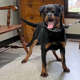 Pomsky, Rottweiler, Shetland Sheepdog, and Toy Shetland Sheepdog Puppies from Mountain High Kennels