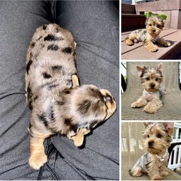 Yorkshire Terrier Puppies from Colorful Yorkies of Long Island