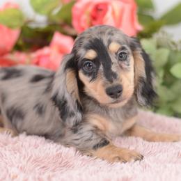 Dachshund Puppies from A Walk In The Park