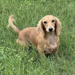 Crystal - Dachshund
