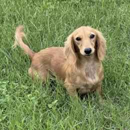 Crystal - Dachshund