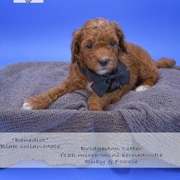 Benedict - black collar - Red male Bernedoodle puppy in Lexington, North Carolina from Deborah’s Doodles