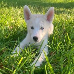 Biscuit - Read Description - Sable and white male Siberian Husky puppy in College Station, Texas from Texas Siberian Husky Kennels (TSHK)