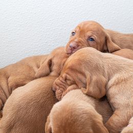 German Shorthaired Pointer and Vizsla Puppies from Nosam Kennels