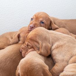 German Shorthaired Pointer and Vizsla Puppies from Nosam Kennels
