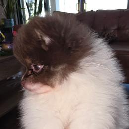 Boy 1 - Chocolate parti male Pomeranian puppy in Jacksonville, Florida from L'Orlean Kennels