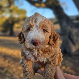 Honey - Yellow and white female Bernedoodle puppy in Pismo Beach, California from Beach Bernedoodles