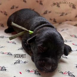 Kermit - Black male Schnoodle puppy in Sedalia, Missouri from Farmer Brown's Puppies