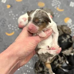 Girl 1 - Blue merle female Aussiedoodle puppy in Heber City, Utah from Junipersdoodles