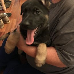 German Shepherd Puppies from Sandy’s Shepherds