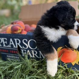 Miniature Australian Shepherd Puppies from Peace Creek Aussies