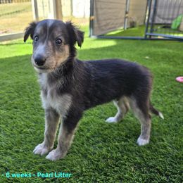 8K - Black and tan male Silken Windhound puppy in Hanna, Oklahoma from Daybreak Silken Windhounds