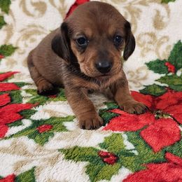 Pumpkin - Red female Dachshund puppy in Anaconda, Montana from Williams Family Dachshunds