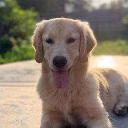 Capri - Golden Retriever