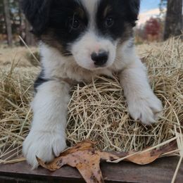 B.B. - Black tri male Miniature Australian Shepherd puppy in Bethel Springs, Tennessee from Goodrum Farms