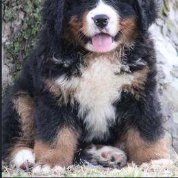 Bernese Mountain Dog Puppies from Home Sweet Bernese