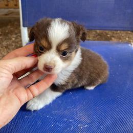 Red tri collar - Red tri female Toy Australian Shepherd puppy in Springfield, Missouri from Donnie's Miniature & Toy Australian Shepherds