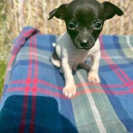 Oreo - Black and white male Chihuahua puppy in Utica, Ohio from Poodle Me Crazy