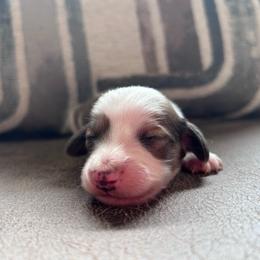 Hickory - Piebald male Dachshund puppy in Spring Creek, Nevada from Hobby Horse Mini Doxies