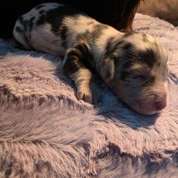 Black dapple girl - Dapple female Dachshund puppy in West Plains, Missouri from Spring Creek Dachshunds
