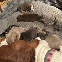 Aussiedoodle, Bulldog, Miniature Australian Shepherd, Poodle, and Toy Australian Shepherd Puppies from Mowry Creek Mini Aussiedoodles and More