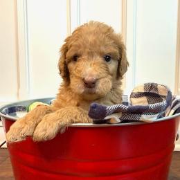Ellie (Eleanor) - Apricot female Goldendoodle puppy in De Land, Florida from Rezapour Doodle Estate