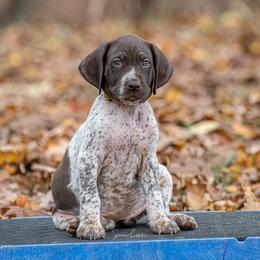 German Shorthaired Pointer and Vizsla Puppies from Nosam Kennels