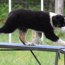 Australian Shepherd and Chihuahua All Grown Up from RockyTop Hearts