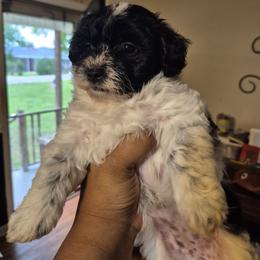 Lyra - Black and white female Shihpoo puppy in Pacolet, South Carolina from Kelli's Pups