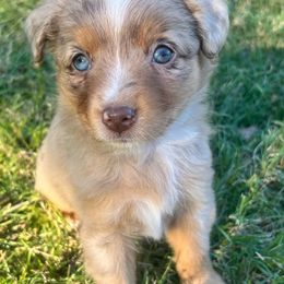 Maple - Red merle female Miniature Australian Shepherd puppy in Huntington, Texas from 4J Aussies