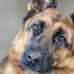 Maggie - German Shepherd