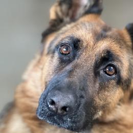 Maggie - German Shepherd