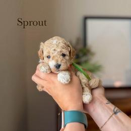 Sprout - Apricot male Goldendoodle puppy in Benton, Arkansas from Cozy Creek Doodles