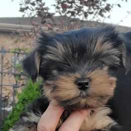 Yorkshire Terrier Puppies from Yorkie Puppies Redwood Ranch Chicago