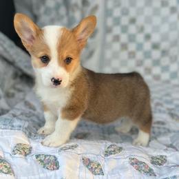 Leroy - Red male Pembroke Welsh Corgi puppy in Hope, Arkansas from Foxy Knoll Farm