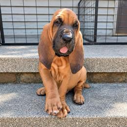 Black collar boy - Red male Bloodhound puppy in Paoli, Indiana from Houndsarunning Bloodhounds