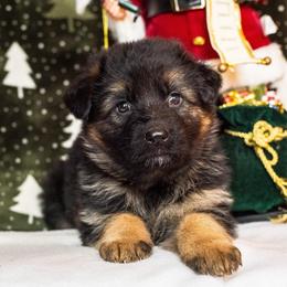 Icicle - Black and tan female German Shepherd puppy in Walla Walla, Washington from Silver Knight Shepherds