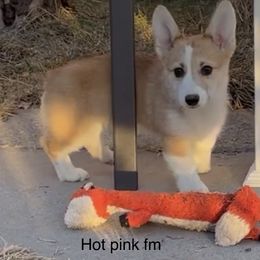 Pembroke Welsh Corgi Puppies from Eaglerock Kennel