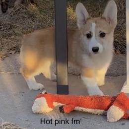 Pembroke Welsh Corgi Puppies from Eaglerock Kennel