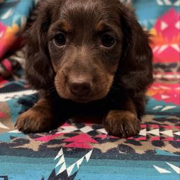 Mitzi - Chocolate and tan female Dachshund puppy in Cumberland, Wisconsin from Homestead Doxies & Shepherds LLC