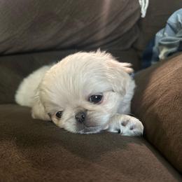 Sprite (Sleeve Pekingese) - Cream female Chihuahua puppy in Alvord, Texas from Gift of Gods Favor