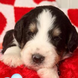 Midnight - Tri-color male Bernedoodle puppy in Beecher, Illinois from Erica’s Doodles