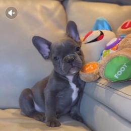 Smoky - Blue male French Bulldog puppy in Waitts Lake, Washington from Best Friend standard Frenchies