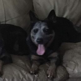 Australian Cattle Dogs from Misty Morning Show Dogs